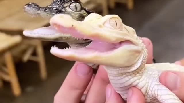 Albino or normal 🐊🤩