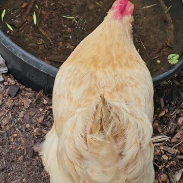 OMC! Little hen squawks at me while getting a drink!