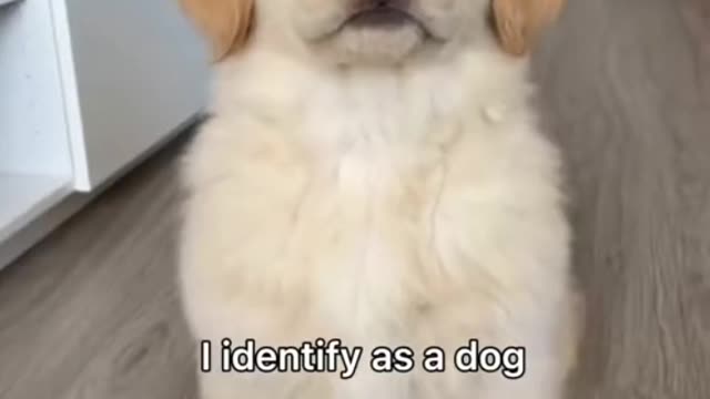 Funny Animals Series 782