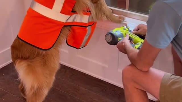 Golden Retriever Has A Mind of His Own