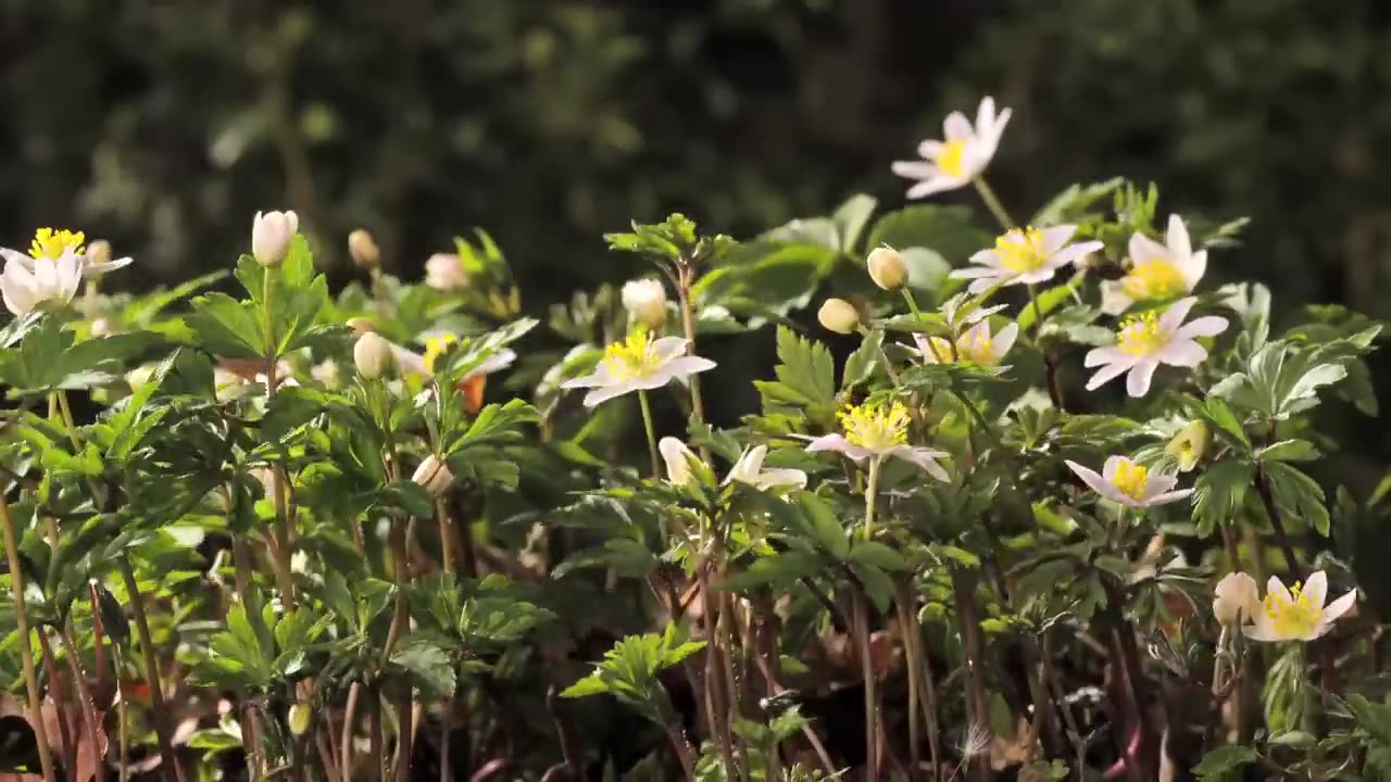 FLOWERS CAN DANCE!!! Amazing nature/ Beautiful blooming flower time lapse video