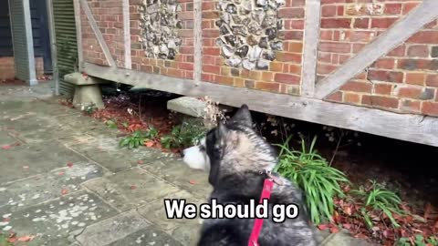 Husky Was So Excited Until He Realised Something Was Wrong!