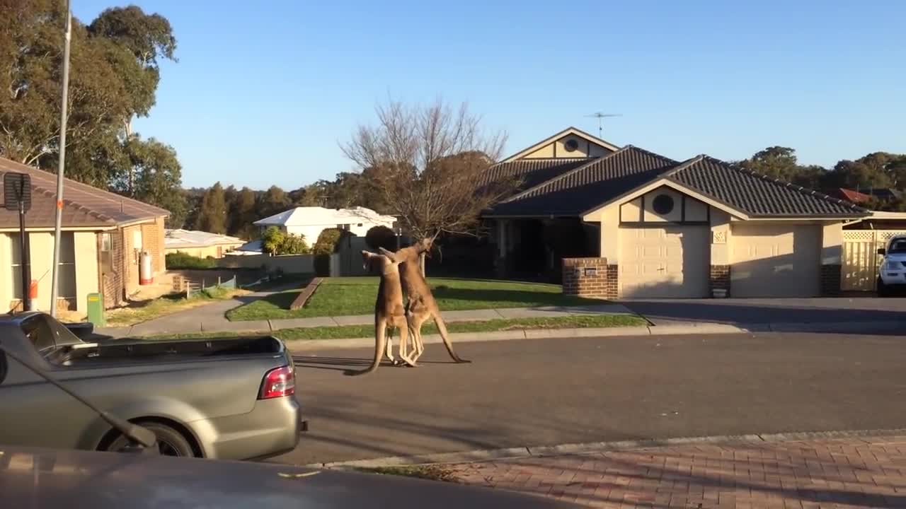 Crazy Kangaroo Fight!!!