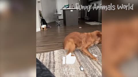 Funniest Dogs And Cats Videos 😁 - Best Funny Animal Videos 2023 🥰