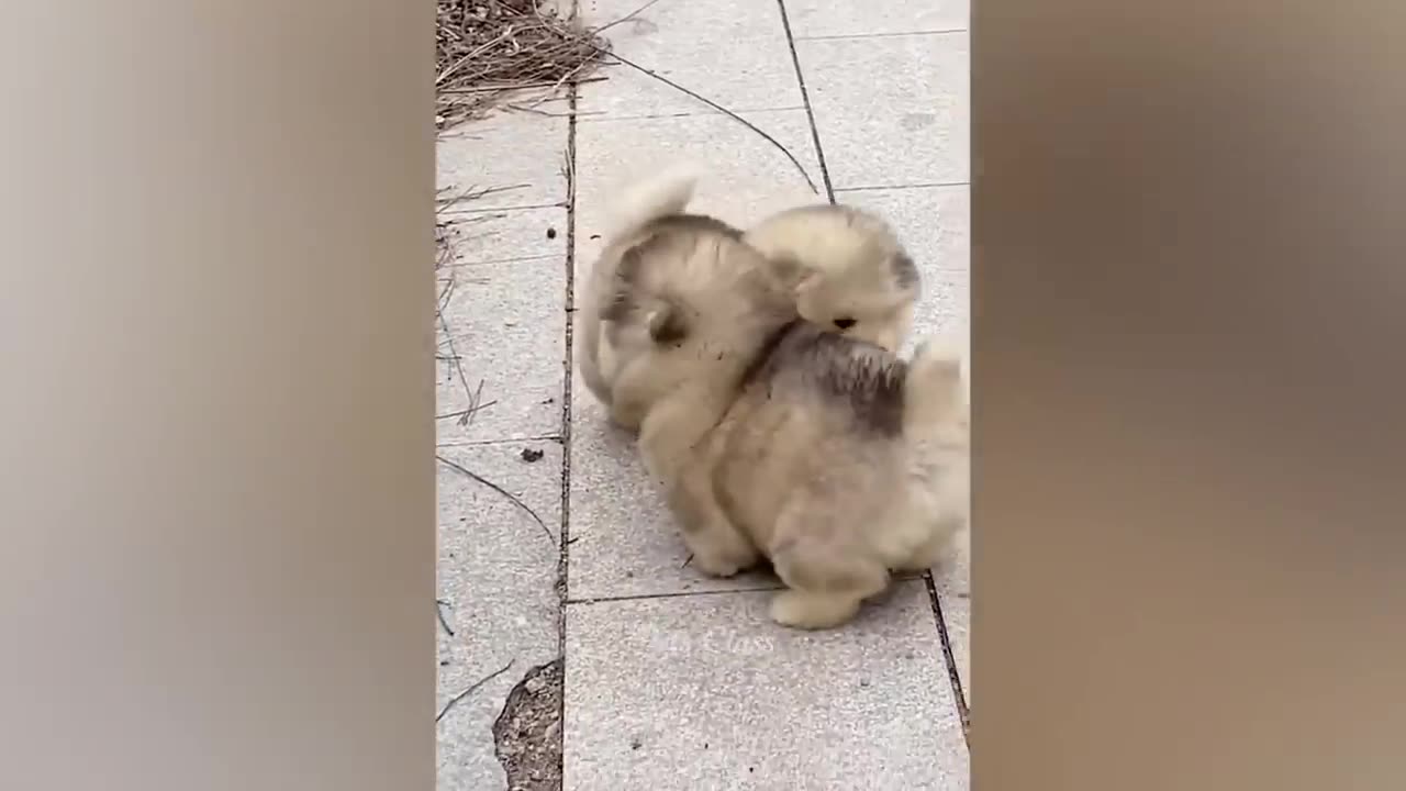 Funny Animal Videos 2023