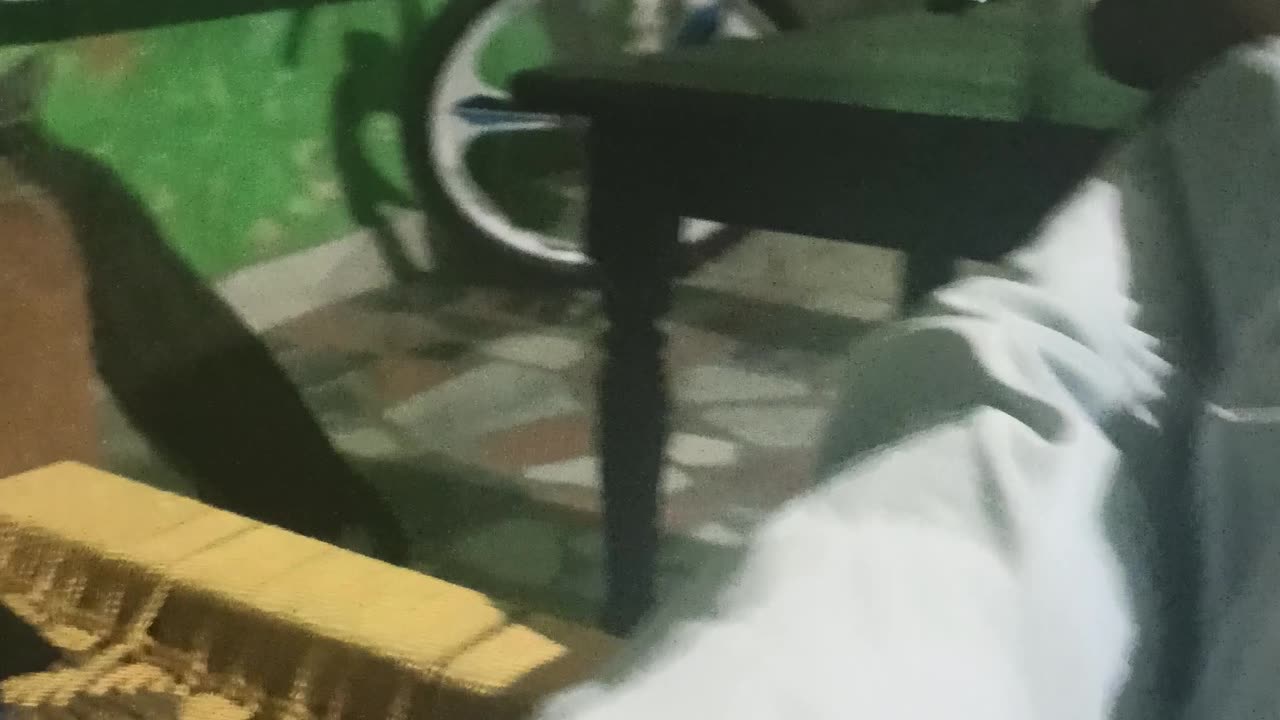 Billi funny video
