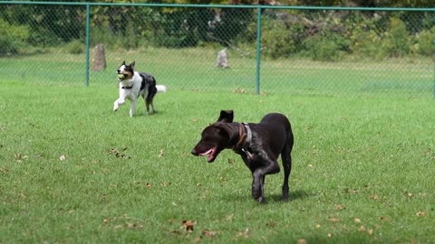 Dogs Running in Slow Motion