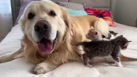 Tiny Kittens Love a Golden Retriever like their Mom