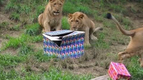 Our lion cubs got some gifts for their 1st birthday!