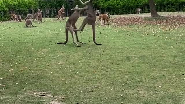 kangaroos