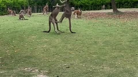 kangaroos