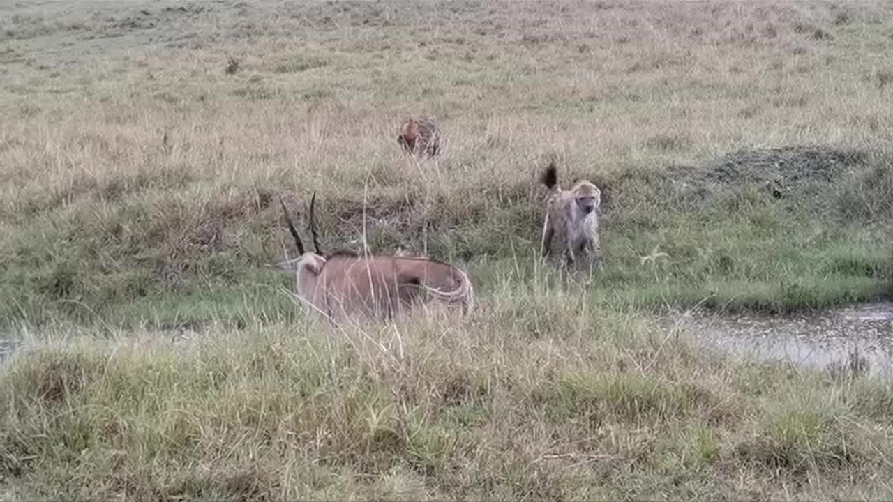 Hyenas Trap the world's largest Antelope.