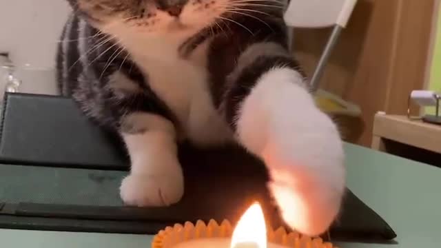 Pet collection, cat. Roast your hands to see what they taste like?