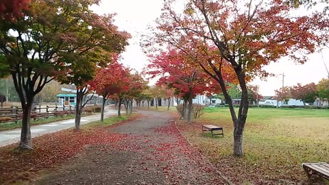 Natural of beautiful plays tree South Korea