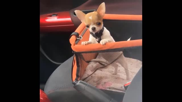 Adorable Cute Little Dogs