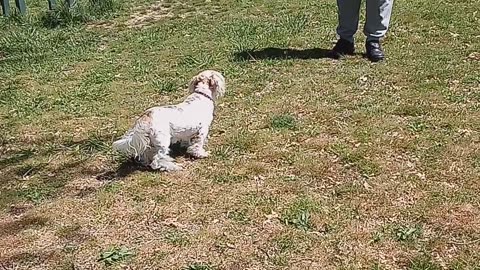 Buppy at flippin Arkansas dog park #shorts