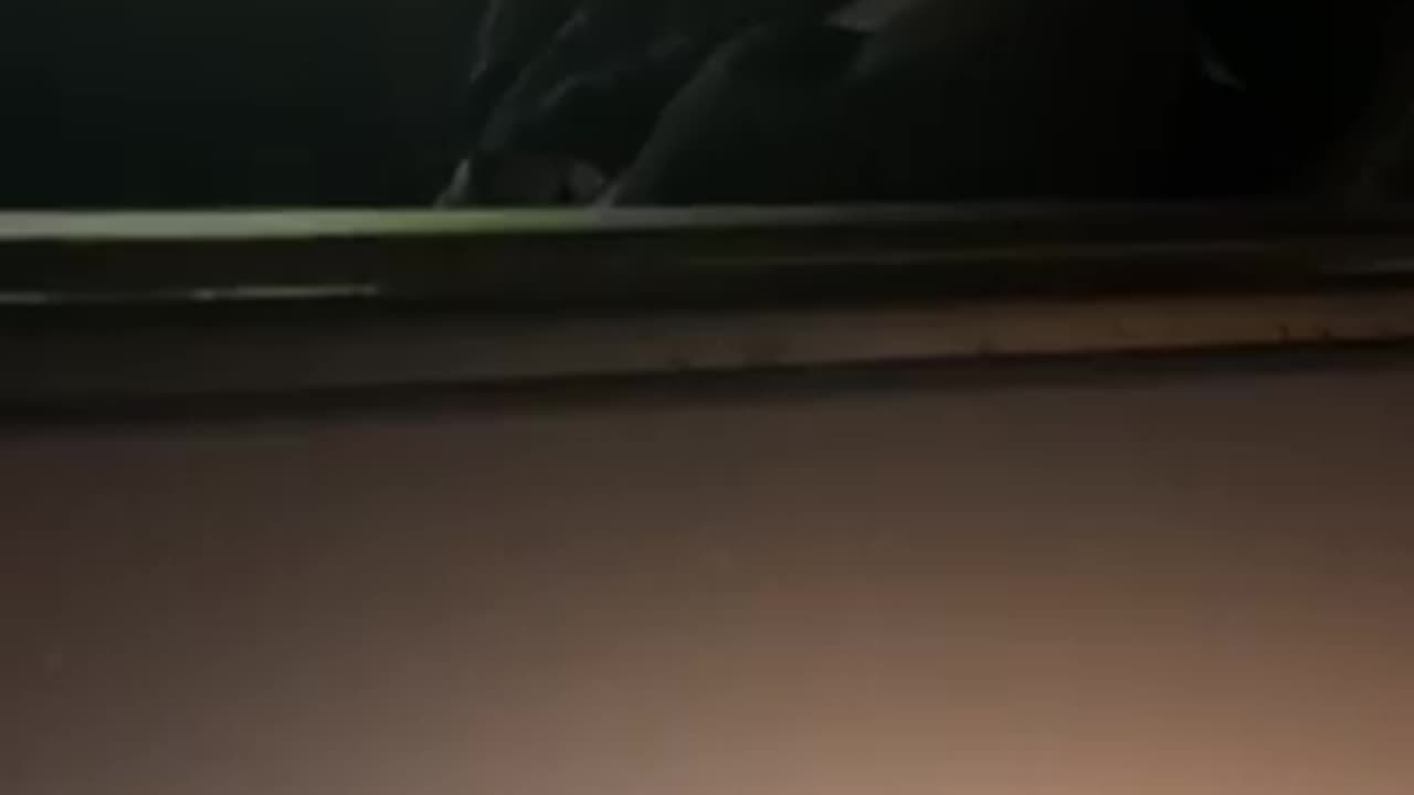 Ryan Perkins live catch