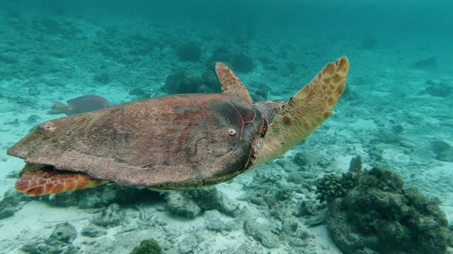 Turtle in the sea