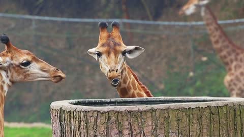 Giraffes are so cute