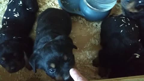 Cute Puppies