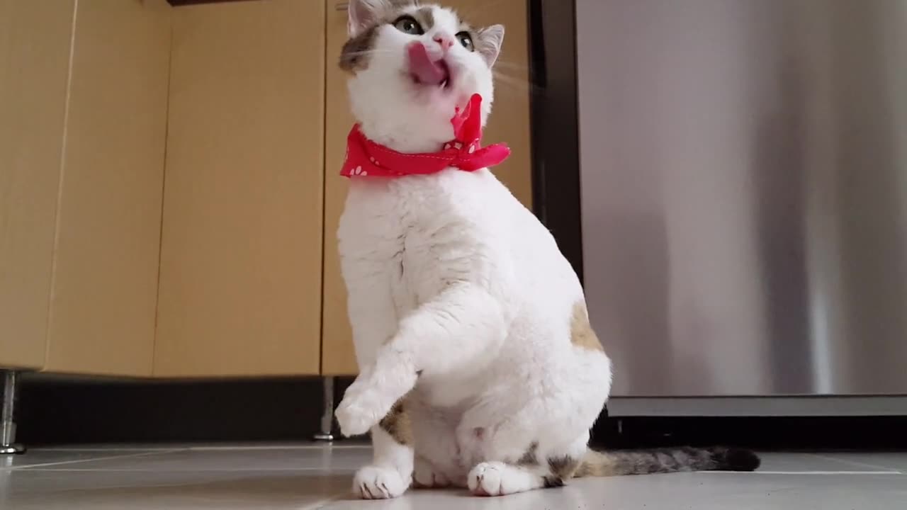 Cute Cat Funny Cat Kitten Domestic Pet Adorable