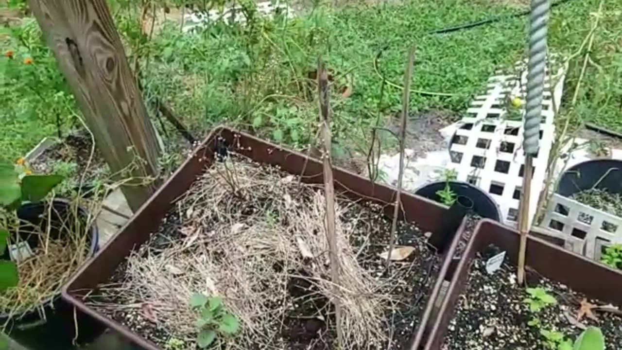 Garden Update - July 23, 2020