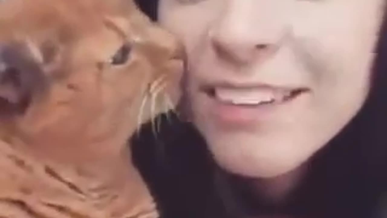 Cat kiss the girl