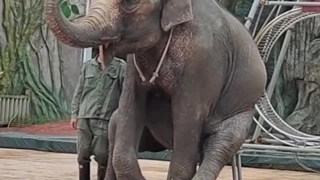 I don't know how long it will take to train such an elephant