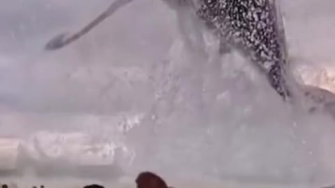Shark jumping out of water😳😱