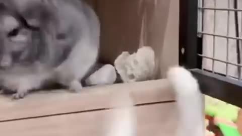 Animals funny video 😂