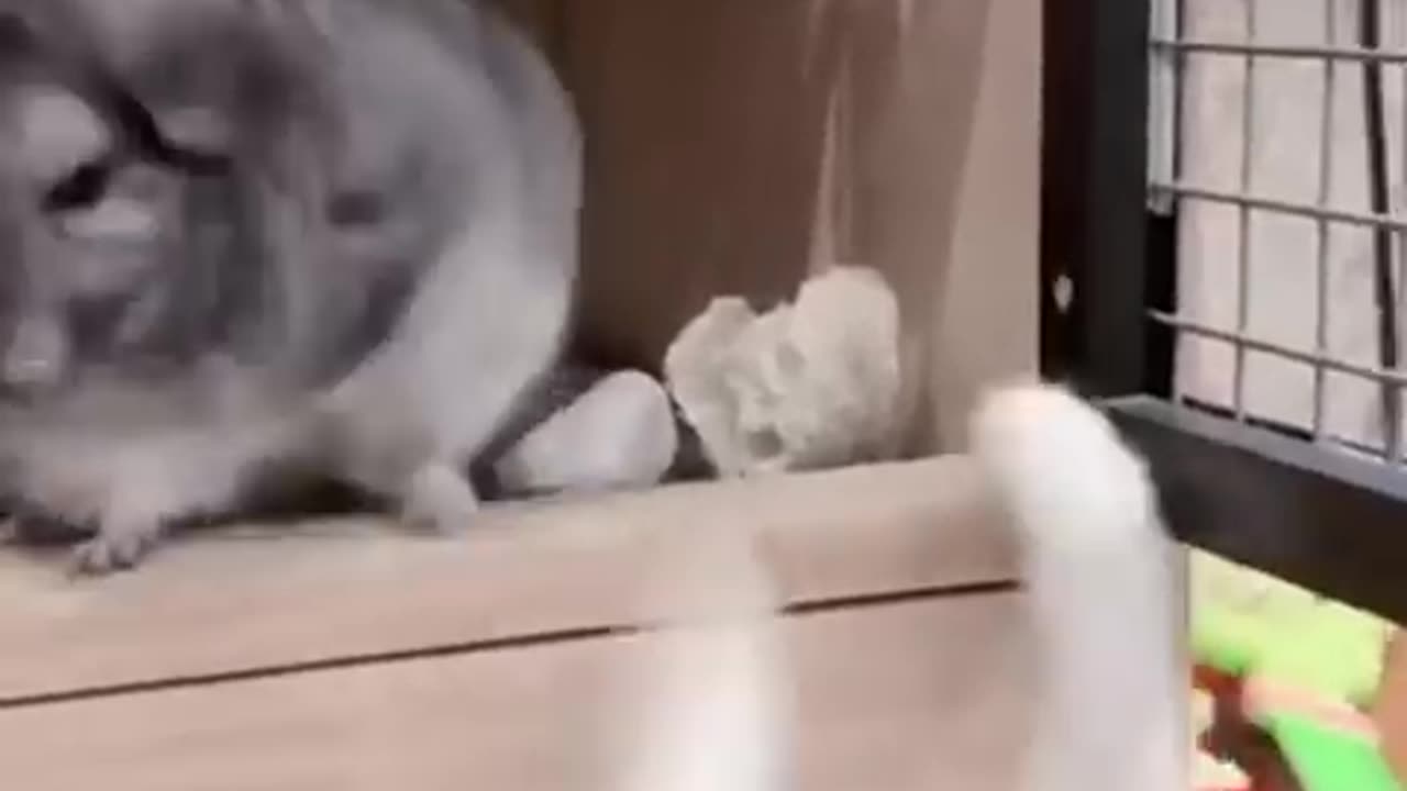 Animals funny video 😂