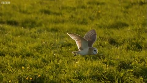 Knowledge about barn owl