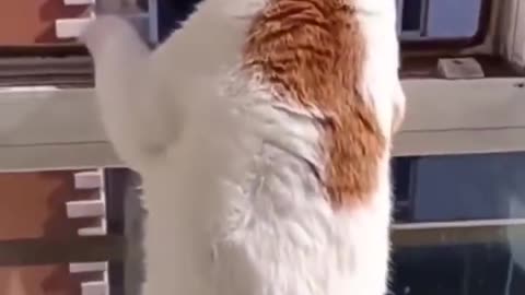 Talkative Cat