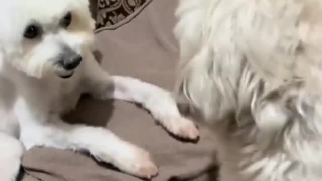 Funniest Doggos of TikTok ~ Most Adorable Puppies TIK TOK