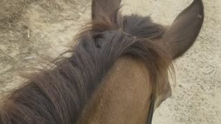 Get out Bareback!