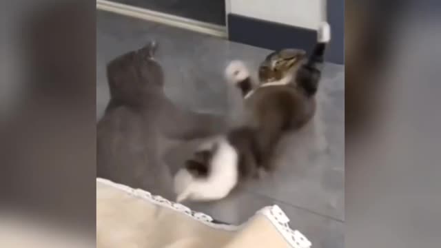 karate cat