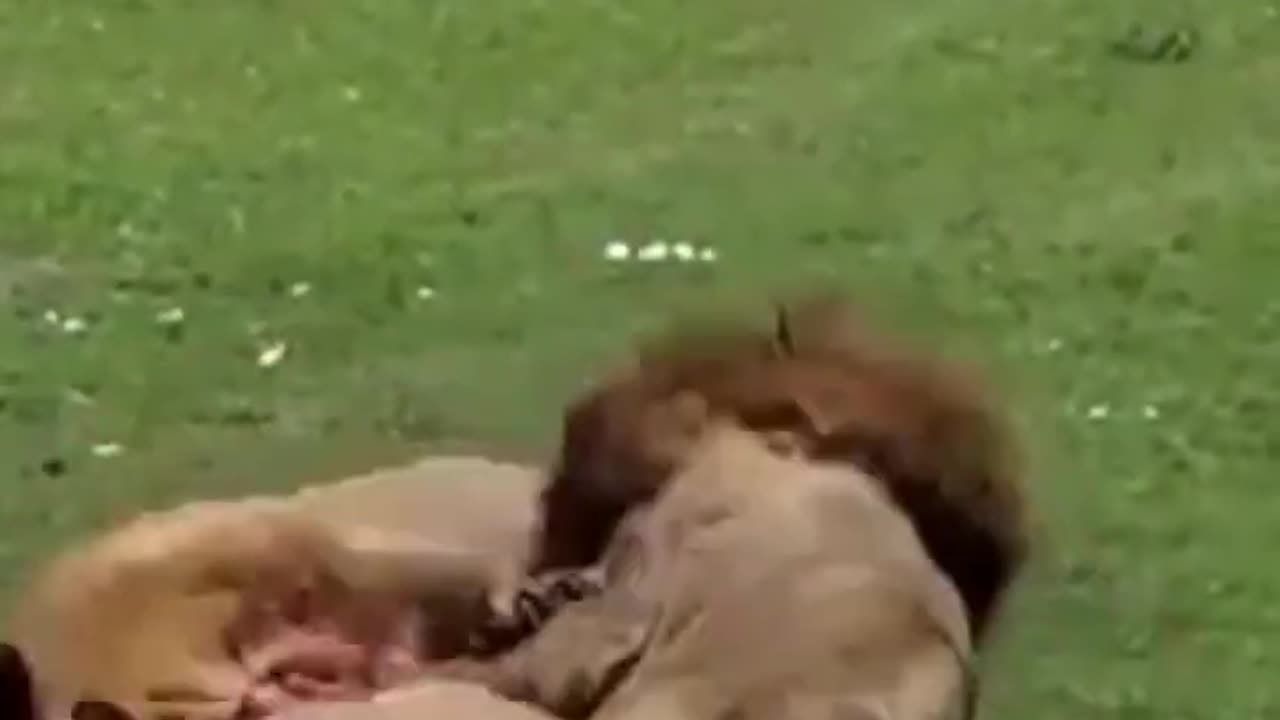 Wow!! Two male lions fight till death brutal and bloody