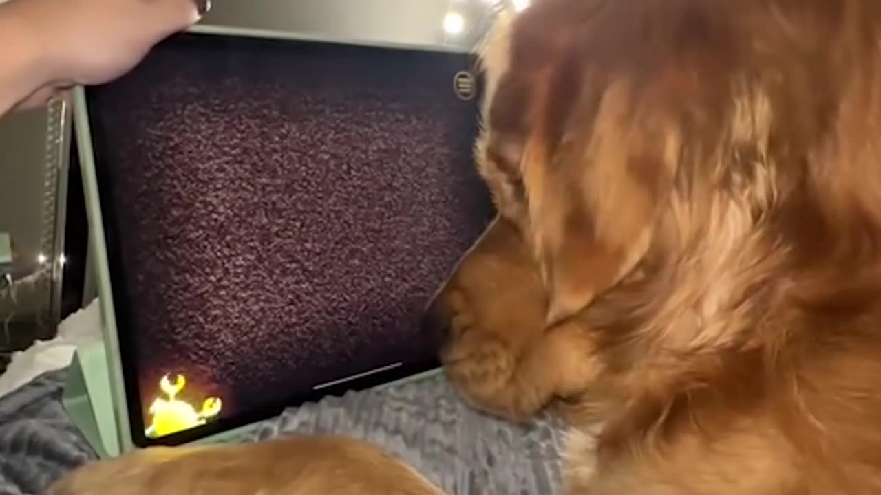 Dog plays ipad game 📱