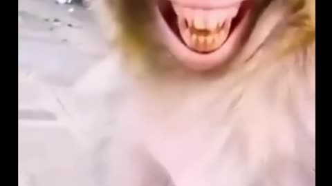 Monkey smile funny vid