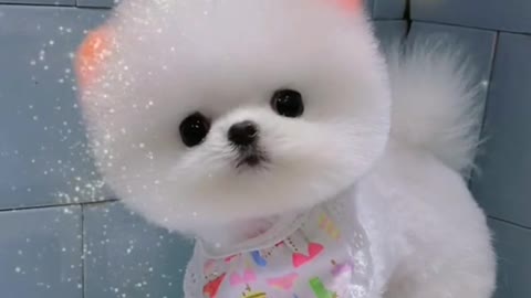 beautiful pomeranians