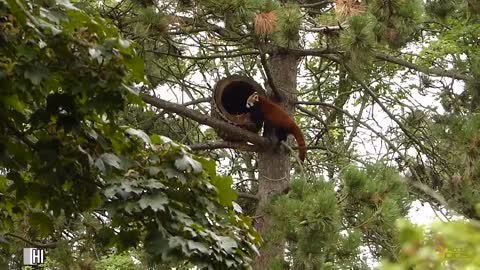 World's Weirdest Animals: Red Panda