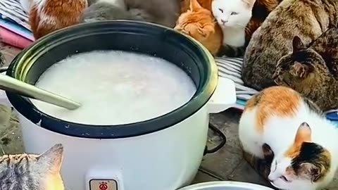 Happiness is waiting for meat around the pot.cute and funny cat video.