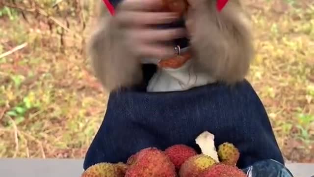 cute monkey eating african berries