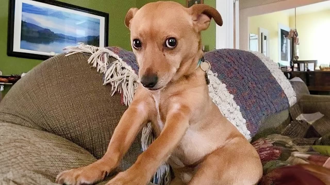 This FUNNY PUPPY Will Turn Your Day Around 😁 Funniest Animal Videos