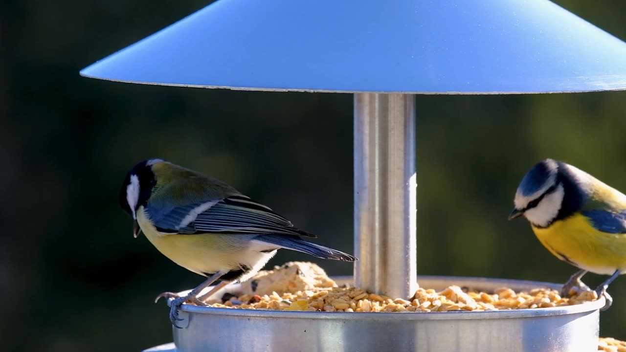 Birds video, relaxing video, satisfying video, nature love