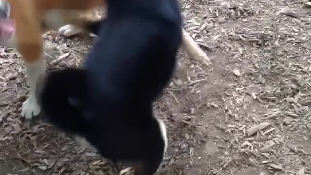 "How dare you bully my girlfriend and kill you"