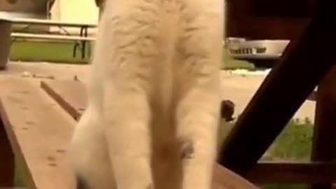 Funny Cat 😺😂 video