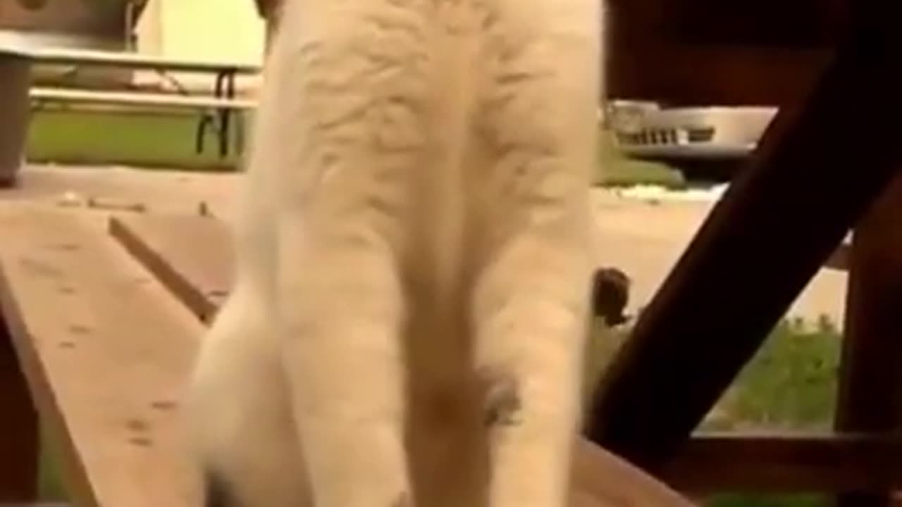 Funny Cat 😺😂 video