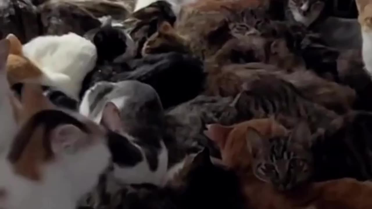 How many cats are there???