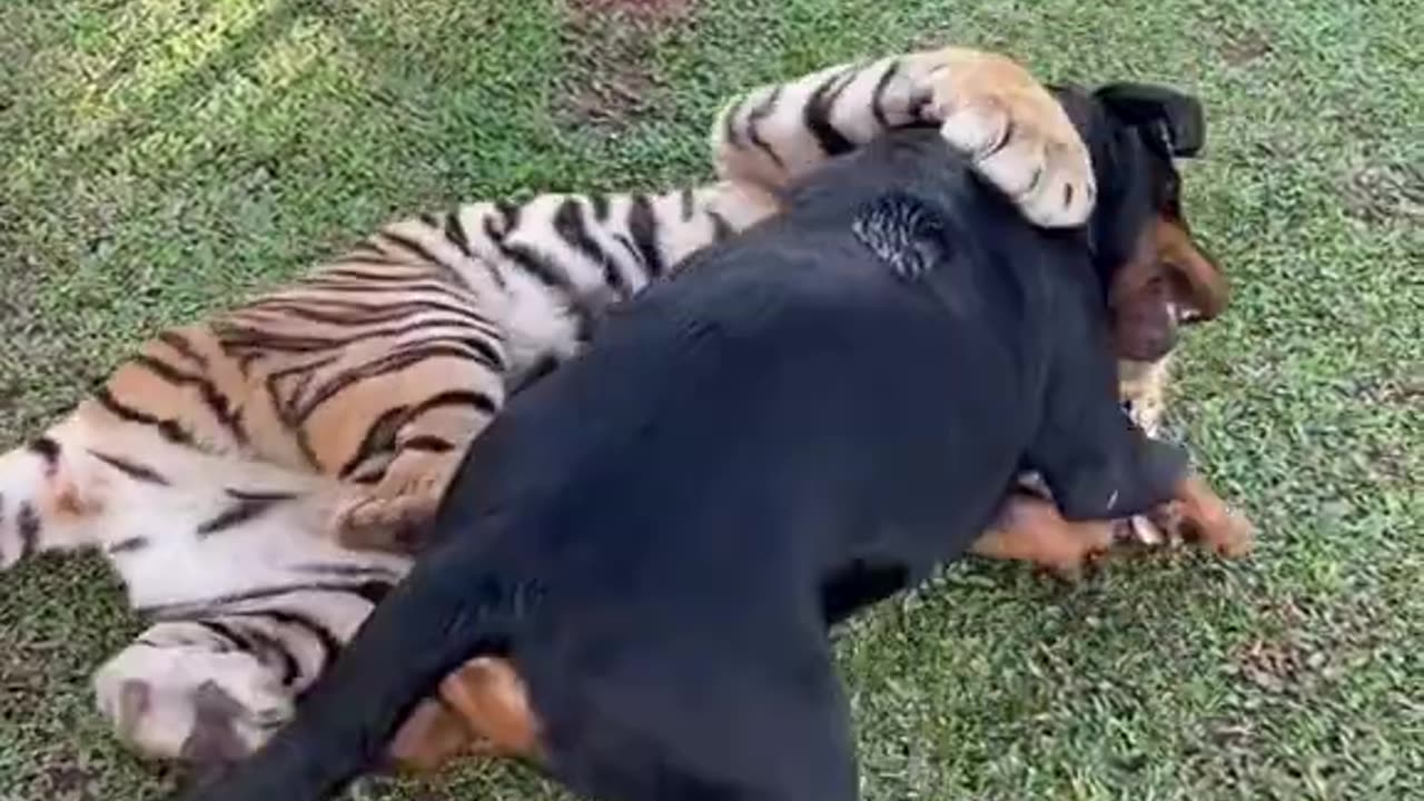 A tiger teaches a dog how to attack _shorts _viral (720P_HD)